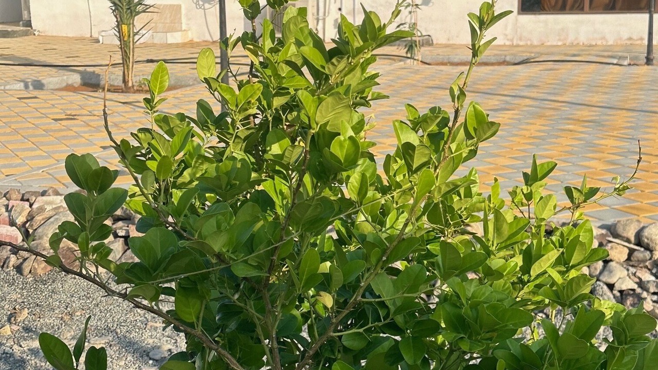 Photo of Outdoor in Hatta