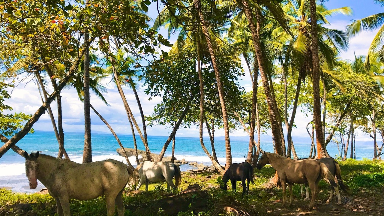 Photo of Others in Pavones