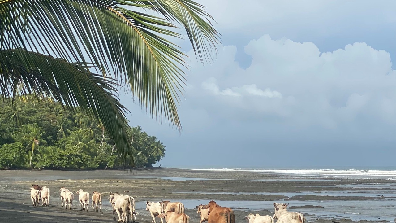 Photo of Others in Pavones