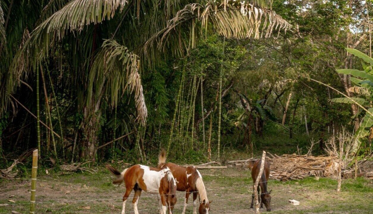 Photo of Others in Manzanillo