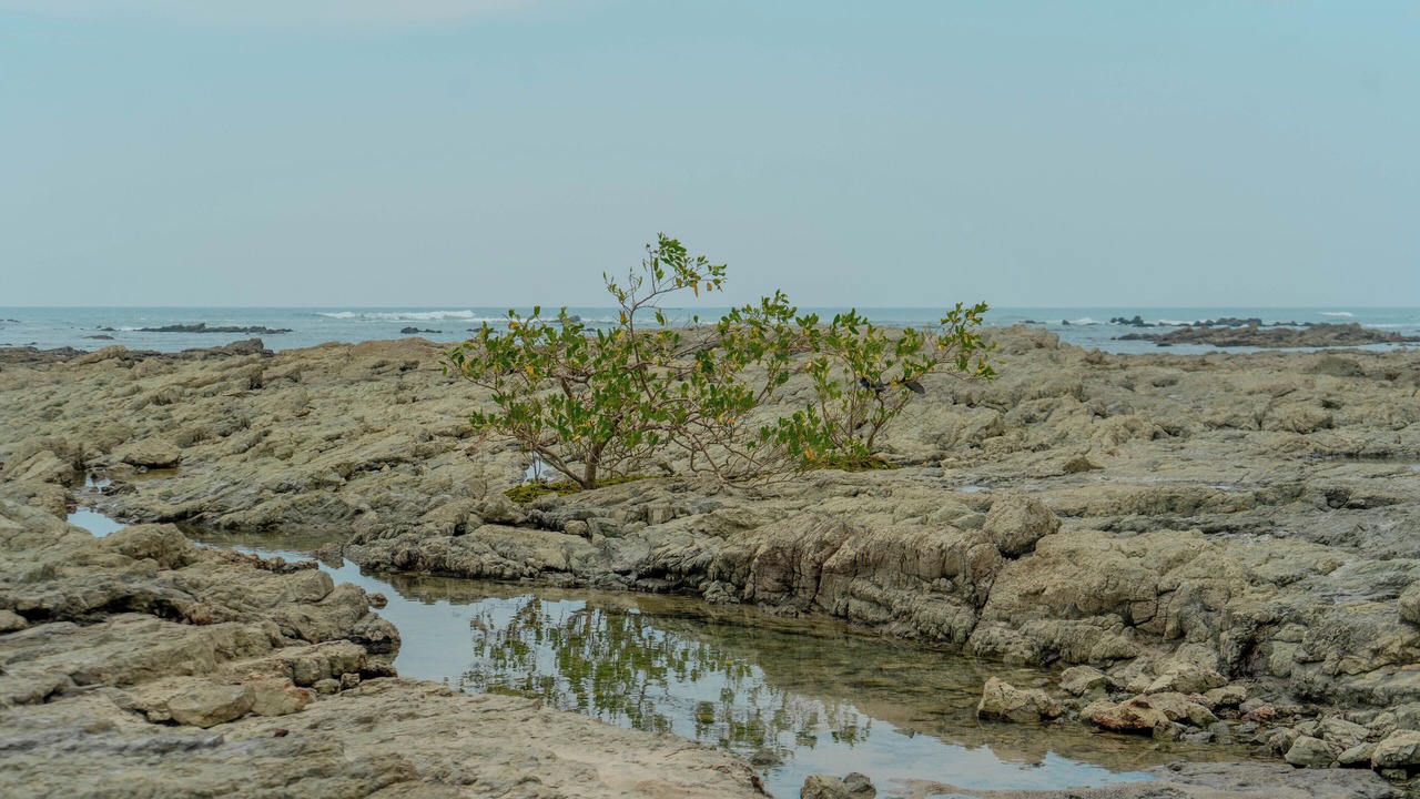 Photo of Others in Manzanillo