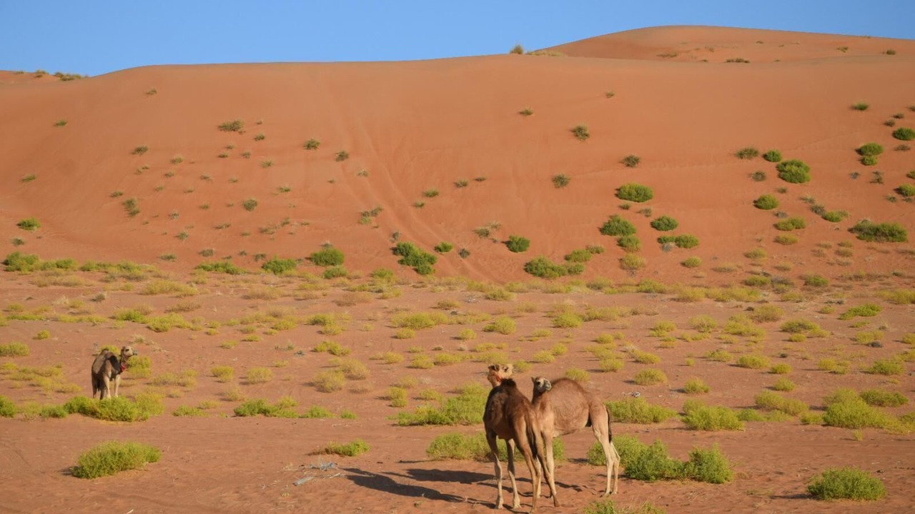 Photo of Others in Al Wasil