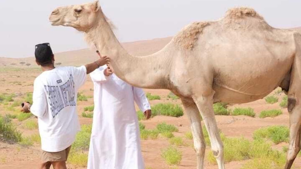 Photo of Others in Al Wasil