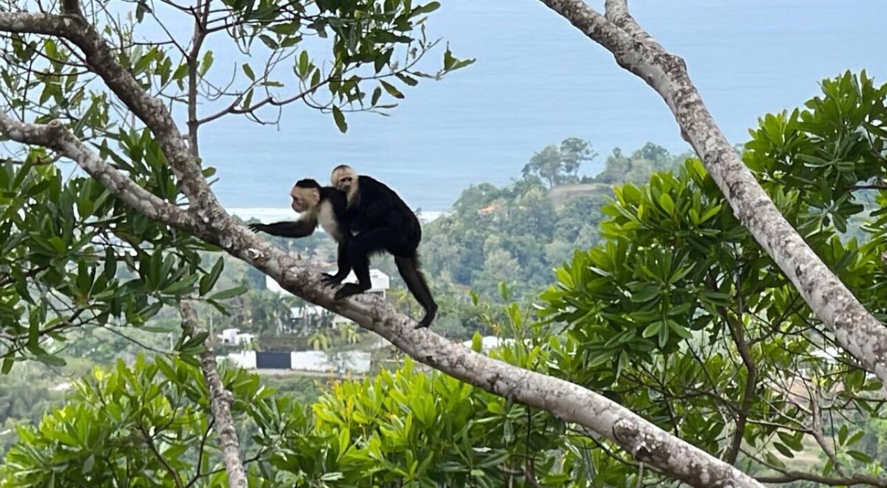 Photo of Others in Jaco