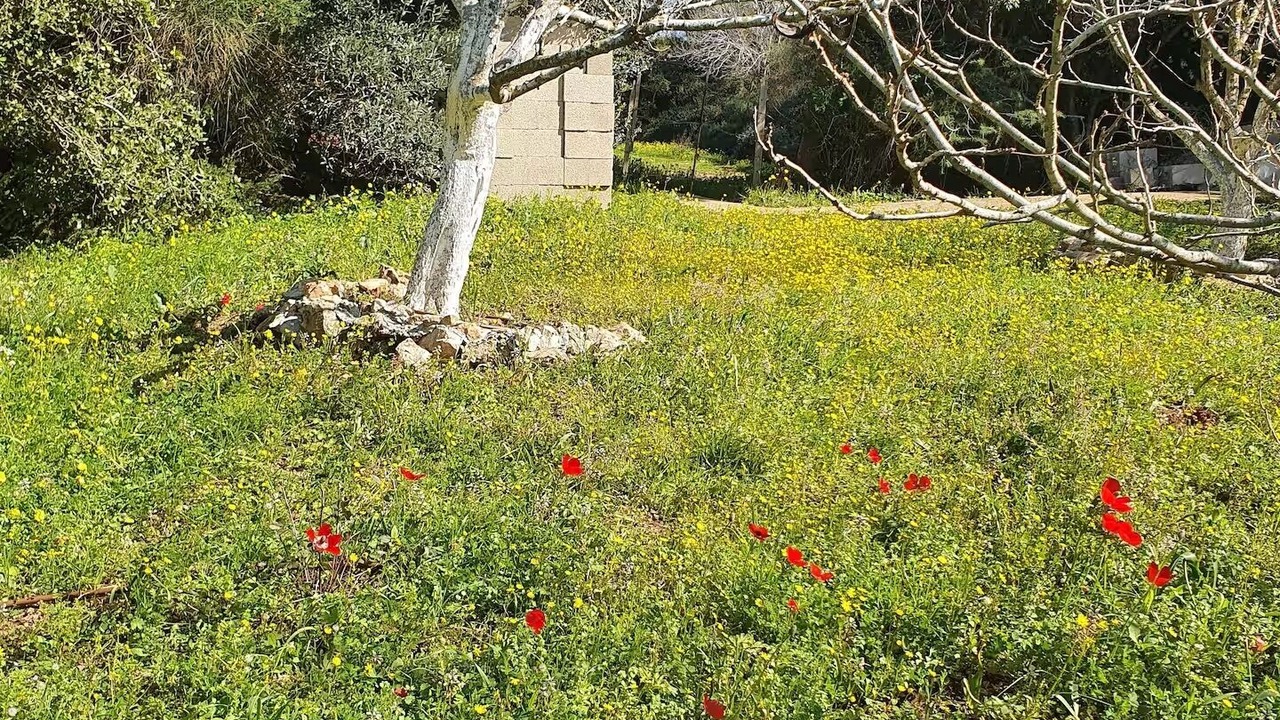 Photo of Outdoor in Misgav