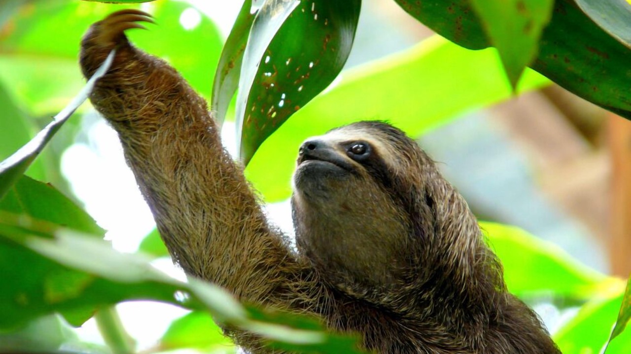Photo of Others in Dominical