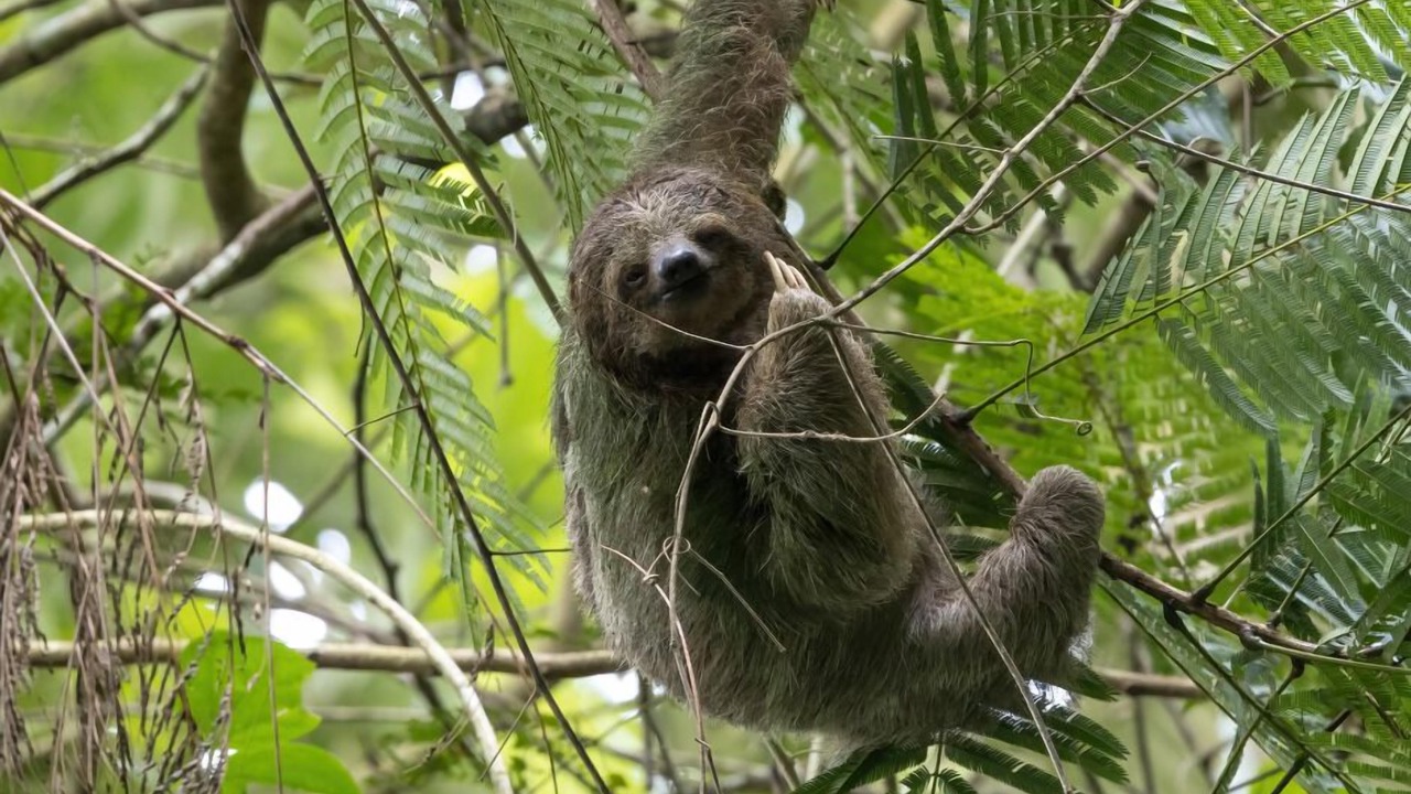 Photo of Others in Dominical