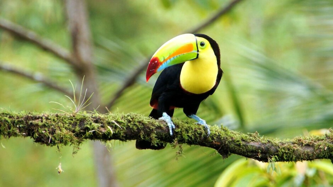 Photo of Others in Dominical