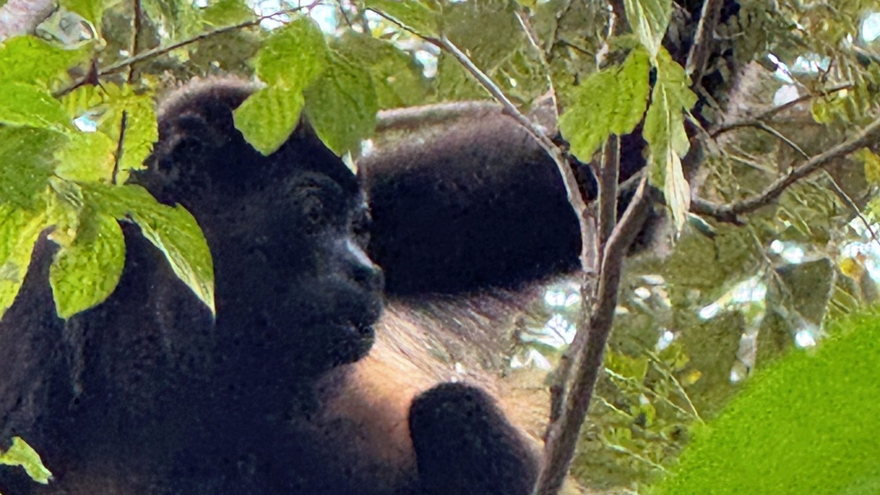 Photo of Others in Tamarindo