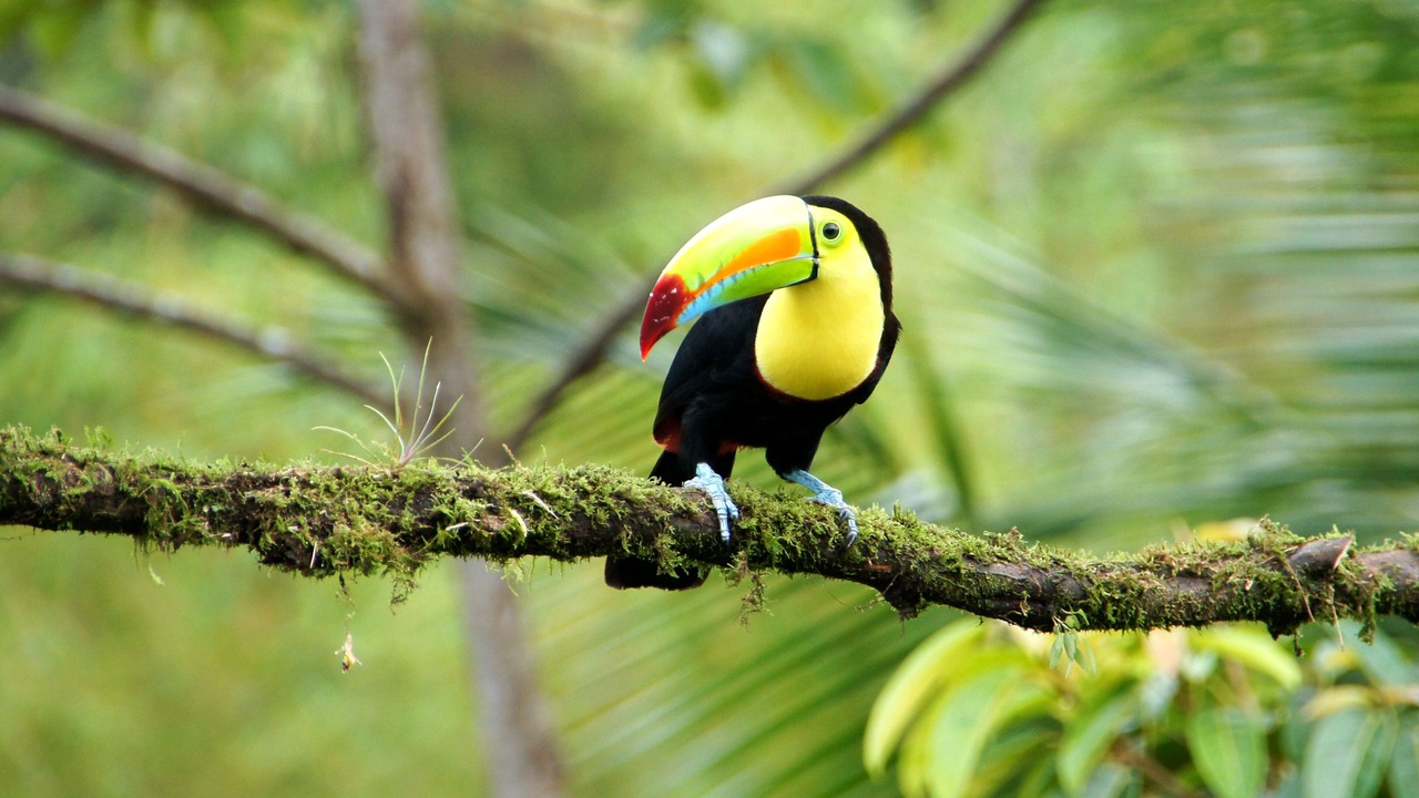 Photo of Others in Jaco