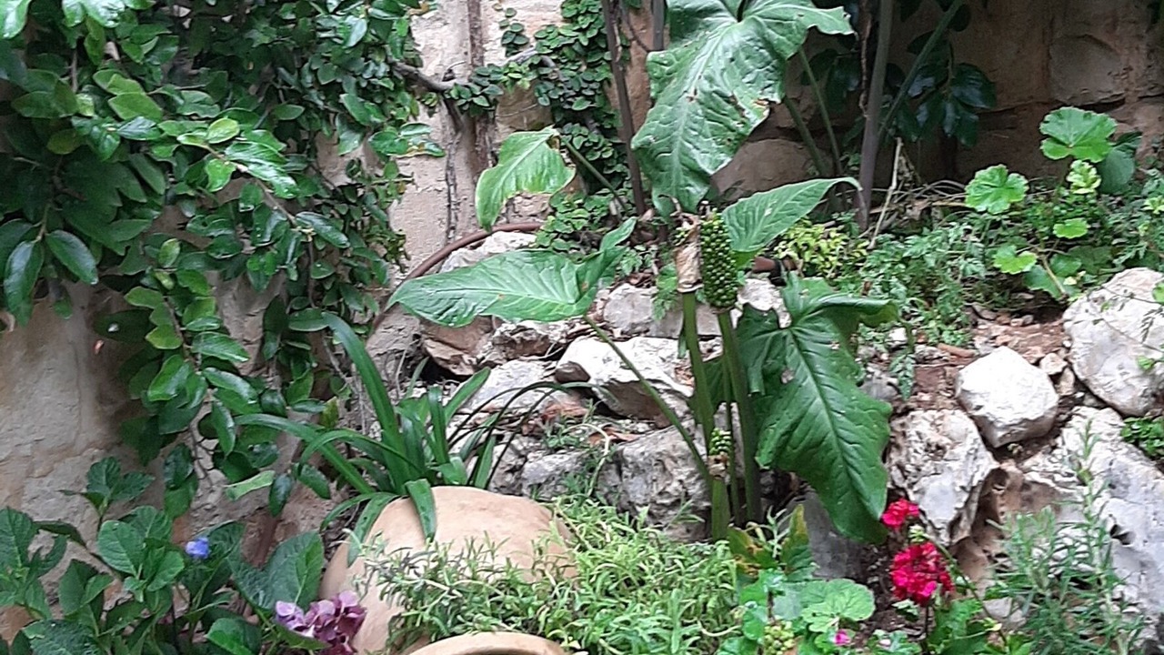 Photo of Outdoor in Safed