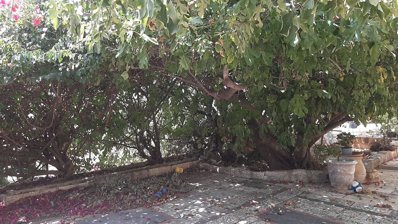 Photo of Outdoor in Safed