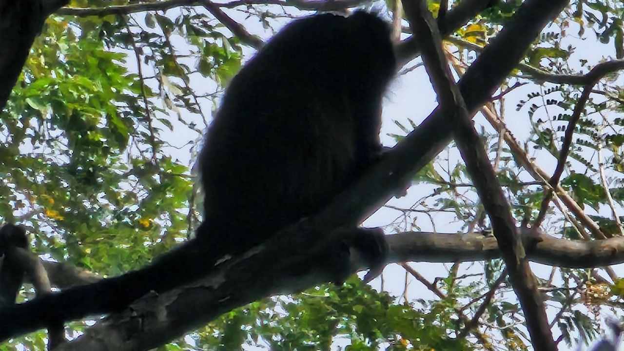 Photo of Others in Tamarindo