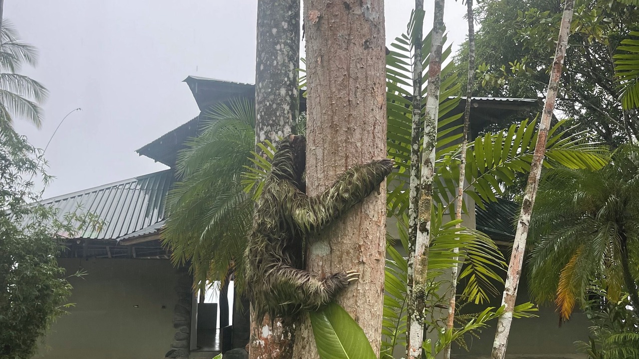 Photo of Outdoor in Puerto Jimenez