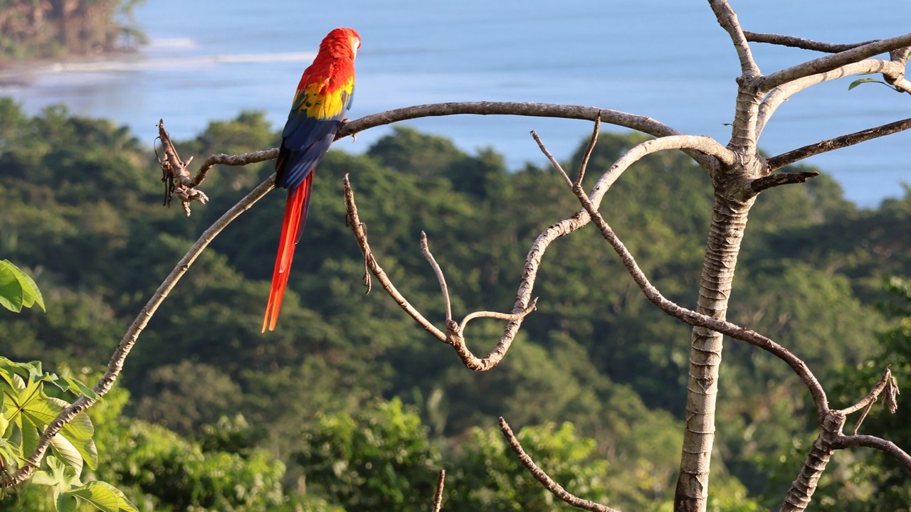 Photo of Others in Puerto Jimenez