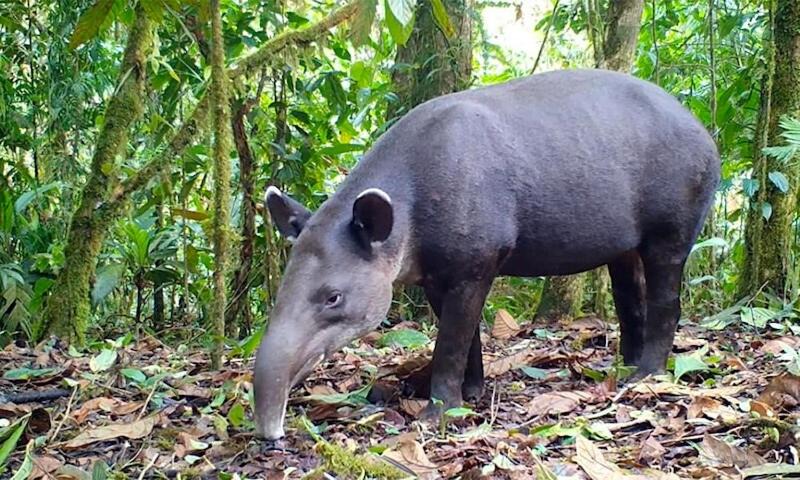 Photo of Others in Bijagua