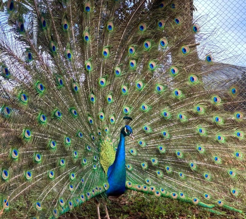Photo of Others in Pocosol