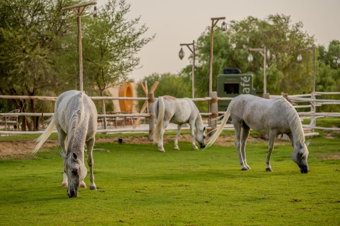 Photo of Others in Dubai