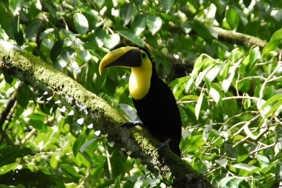 Photo of Others in Parrita
