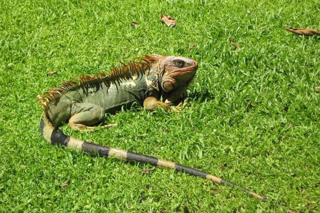 Photo of Others in Parrita