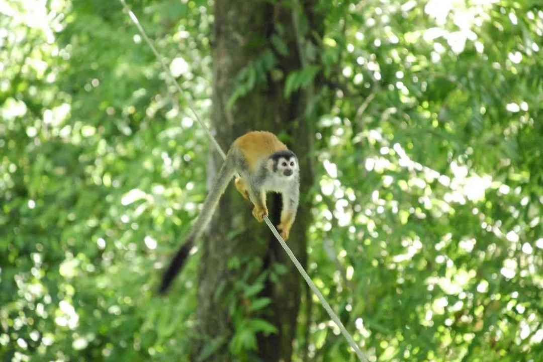 Photo of Others in Parrita