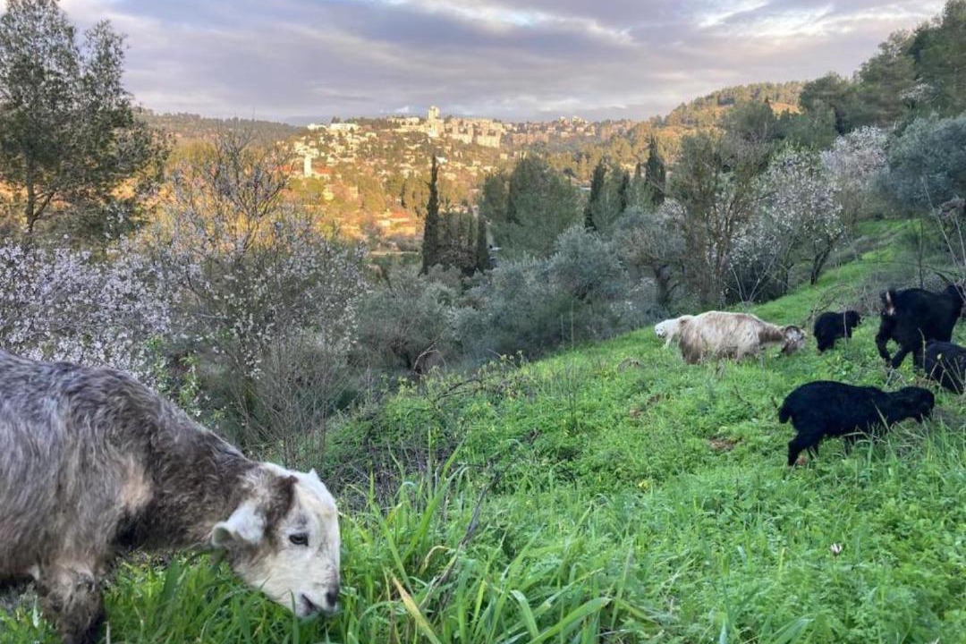 Photo of Others in Ein Karem