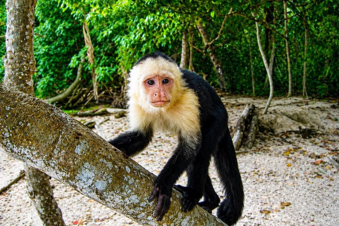 Photo of Others in Cahuita