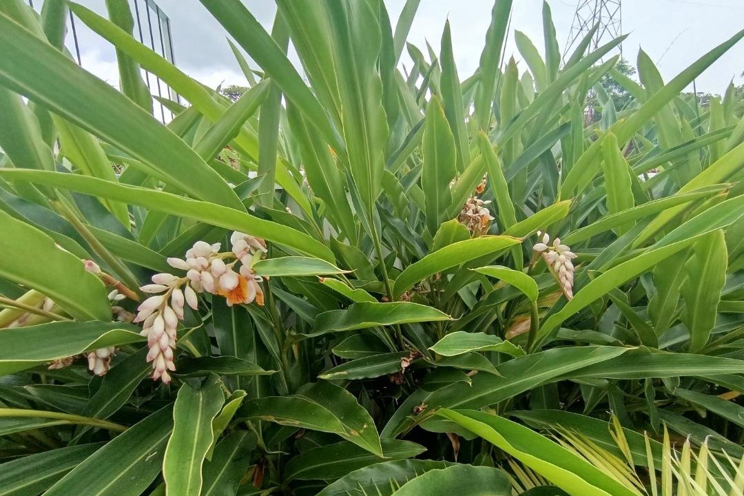 Photo of Outdoor in Garabito