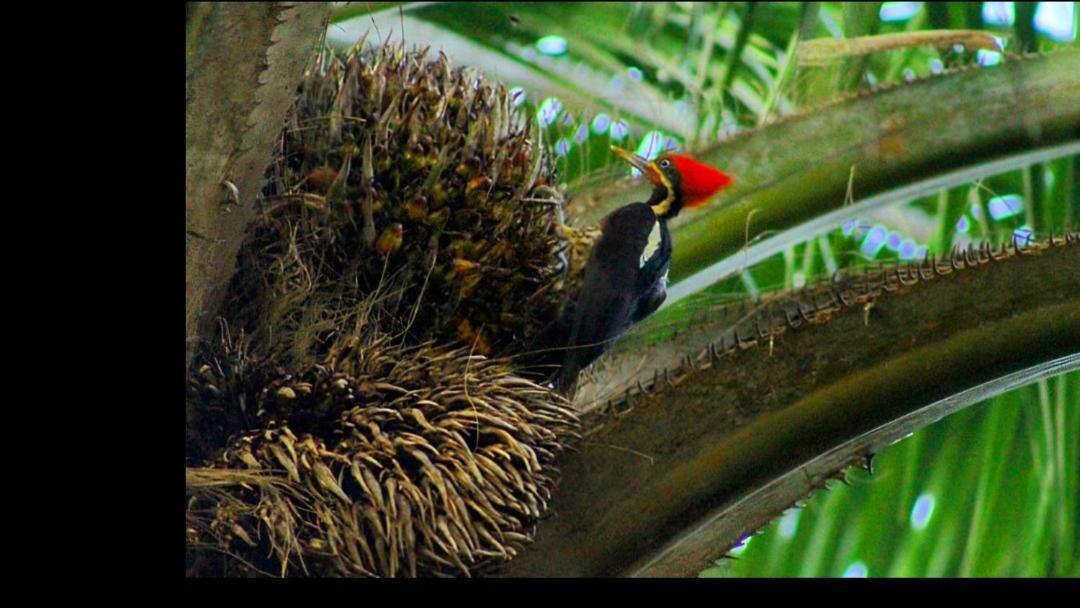 Photo of Others in Parrita