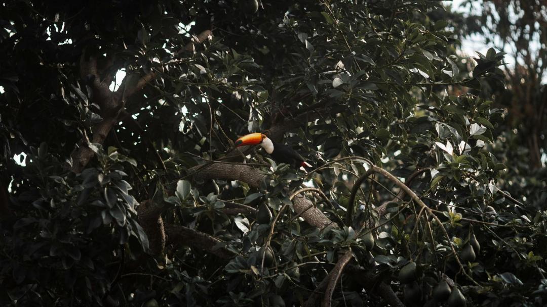 Photo of Others in Parrita