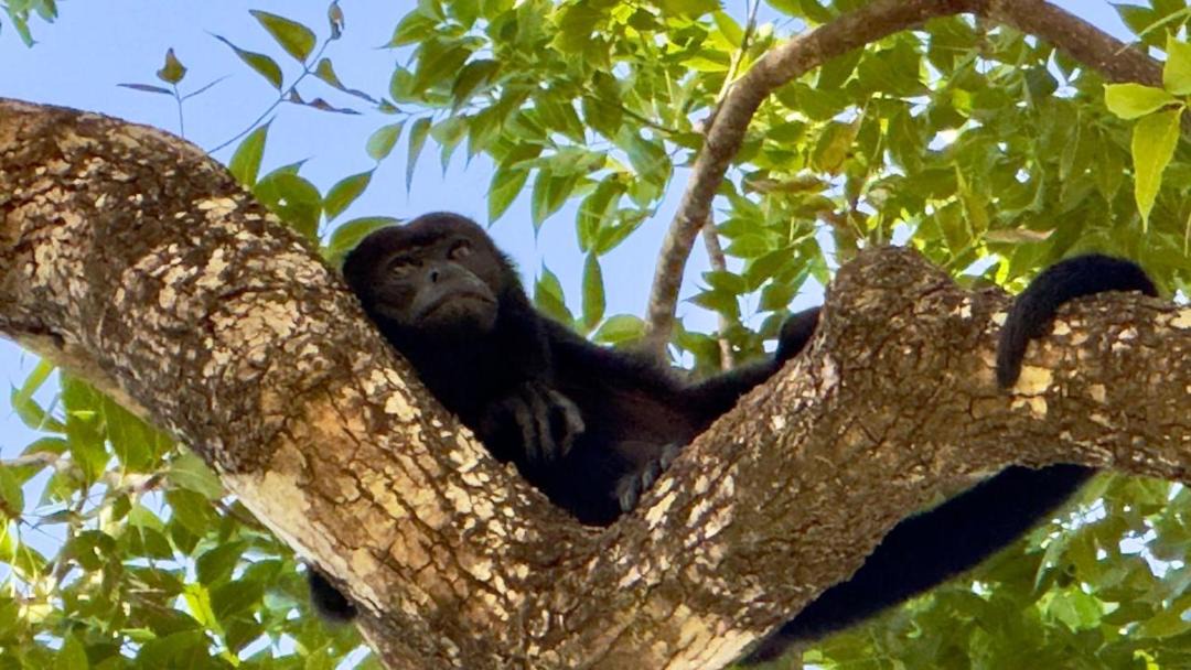 Photo of Others in Parrita