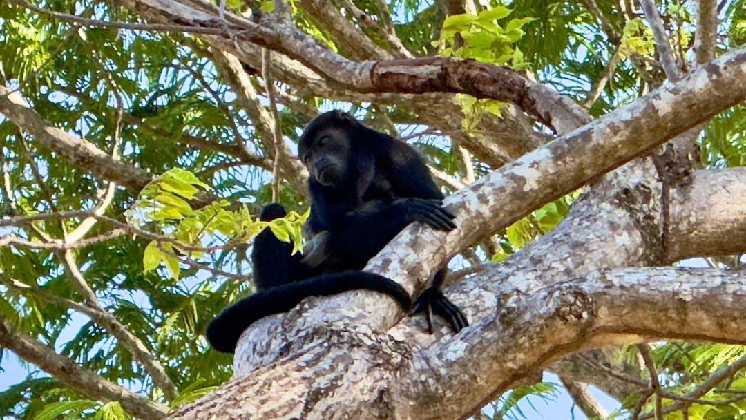 Photo of Others in Parrita