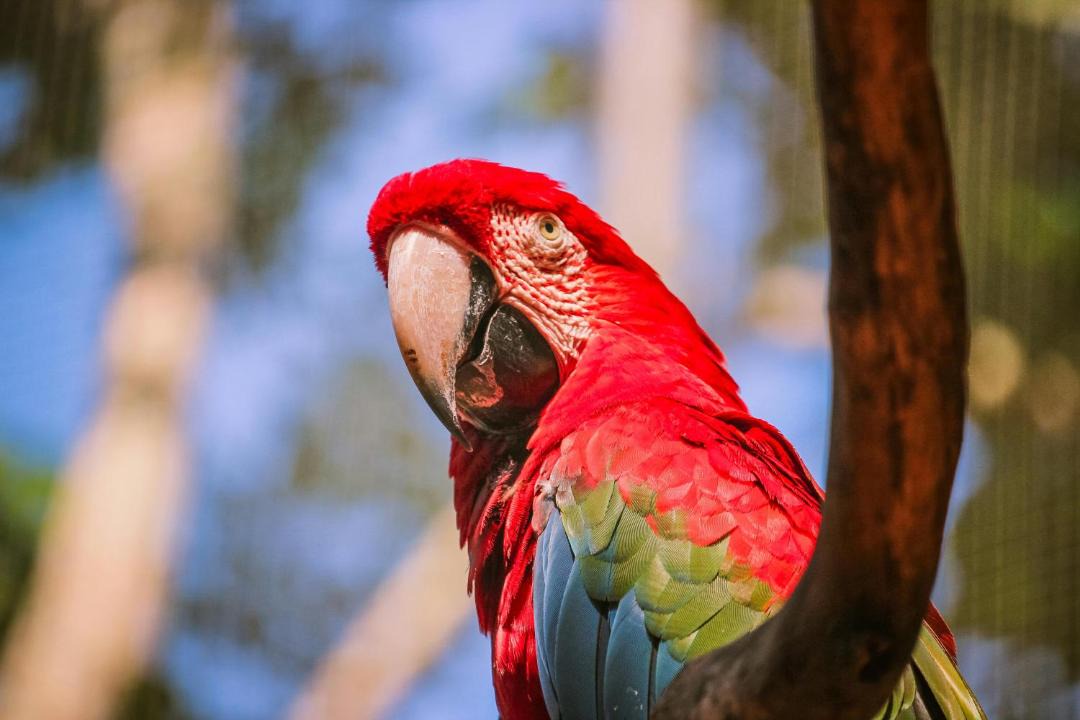 Photo of Others in Parrita