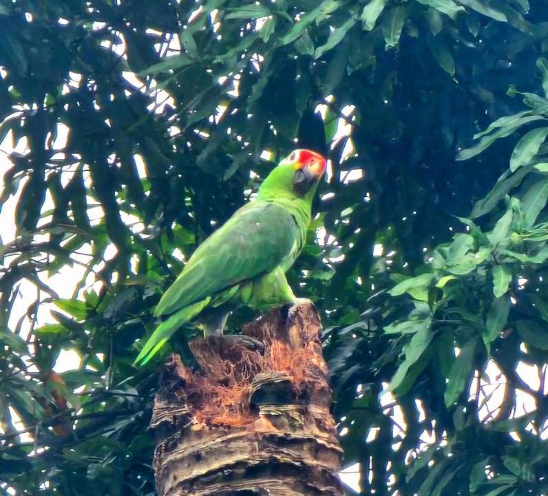 Photo of Others in Parrita
