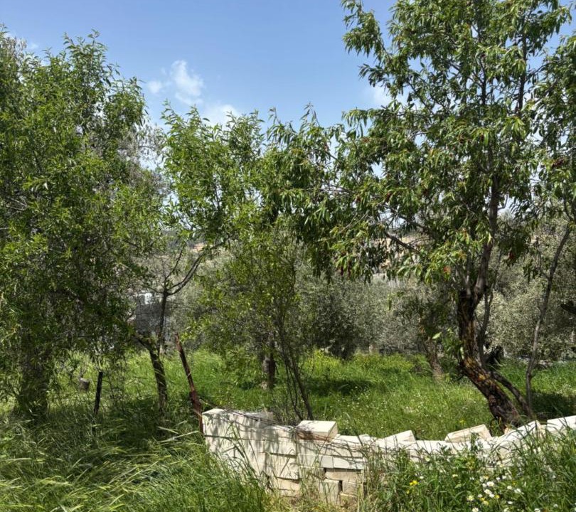 Photo of Others in Ajloun