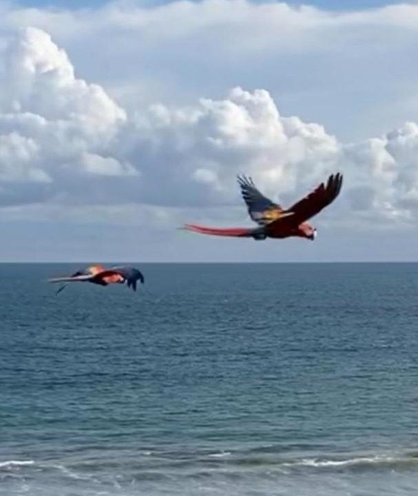Photo of Others in Jaco