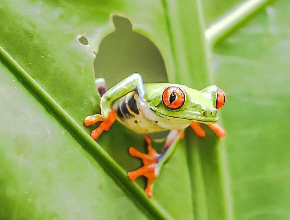 Photo of Others in Jaco