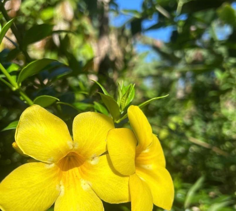 Photo of Outdoor in Canton Upala