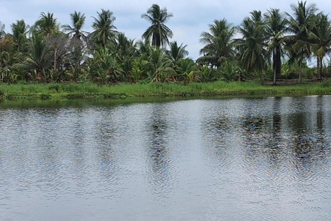 Photo of Others in Parrita