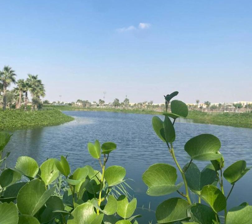 Photo of Others in Dubai