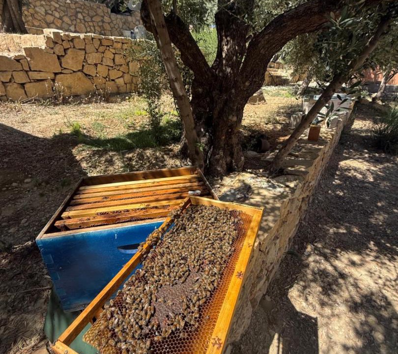Photo of Others in Dana