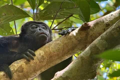 Photo of Others in Puerto Jimenez