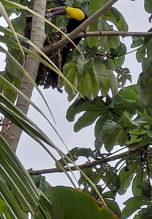 Photo of Others in Uvita