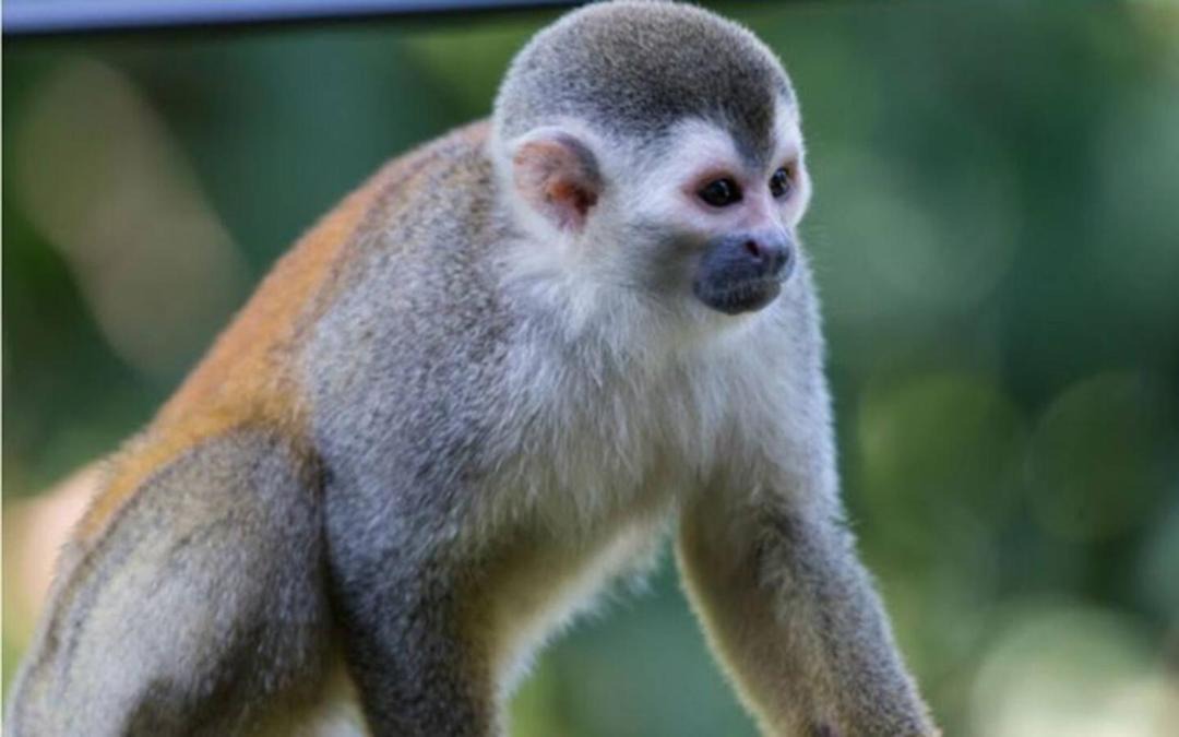 Photo of Others in Puntarenas