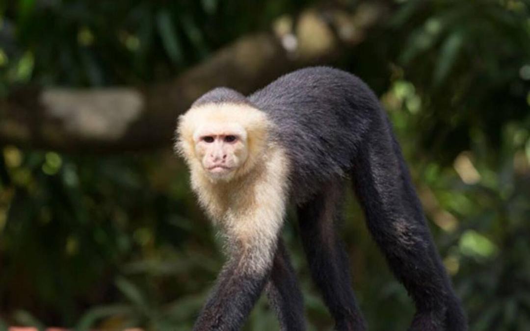 Photo of Others in Puntarenas