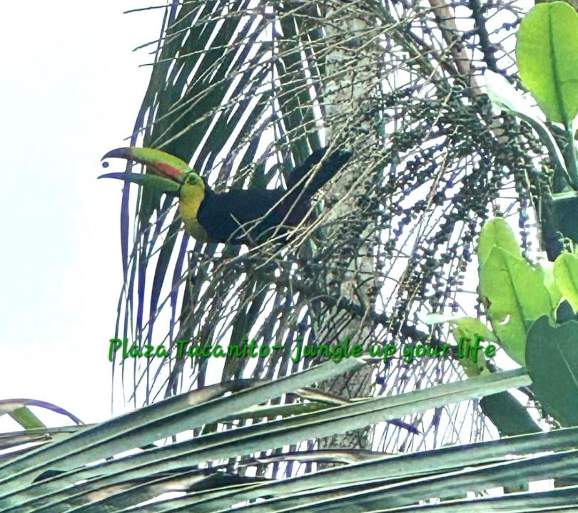 Photo of Others in Cahuita