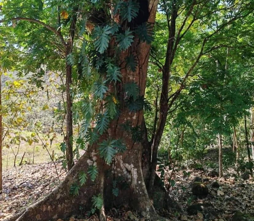 Photo of Others in Penjamo