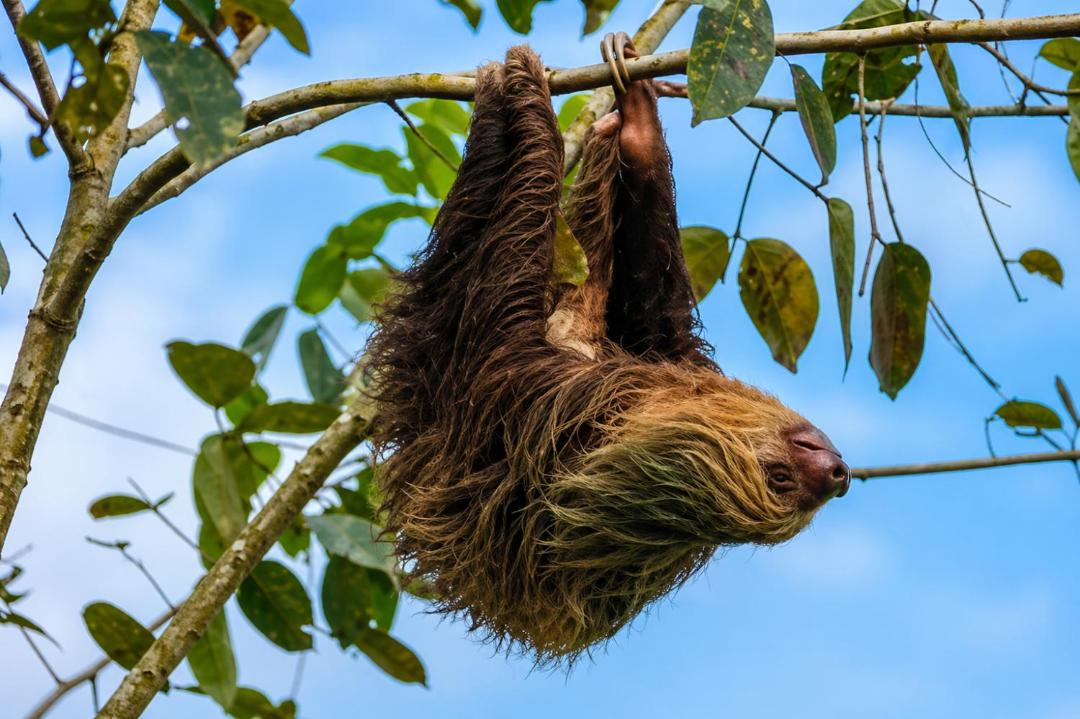 Photo of Others in Cahuita