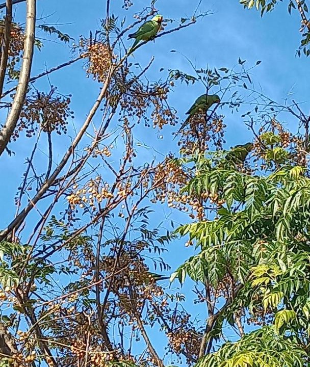 Photo of Outdoor in Majdal al-Shams