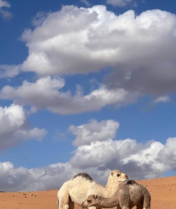 Photo of Others in Wadi Rum